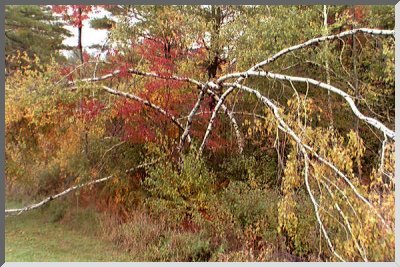 Bent Birch Trees