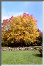 Yellow Birch Tree