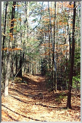 The road up on Fisher Hill