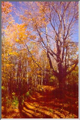 Road by old Sugar Maple