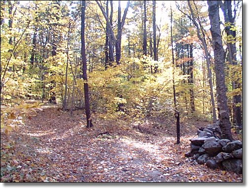 Two paths in the woods