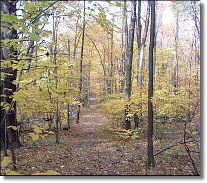 Pathway in the woods