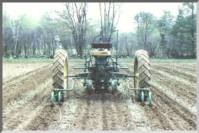 Cultivating Asparagus