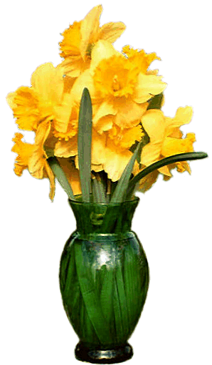 Daffodils